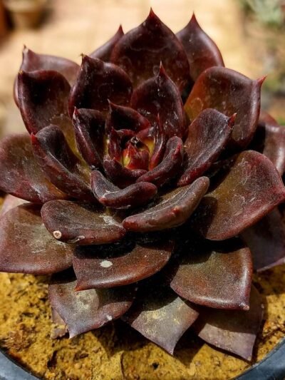 Echeveria Black Prince