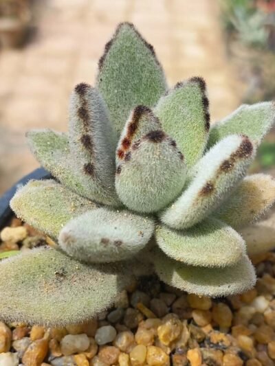 Kalanchoe (Panda Paw)