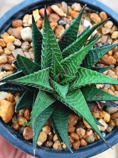 Haworthia fairy washboard