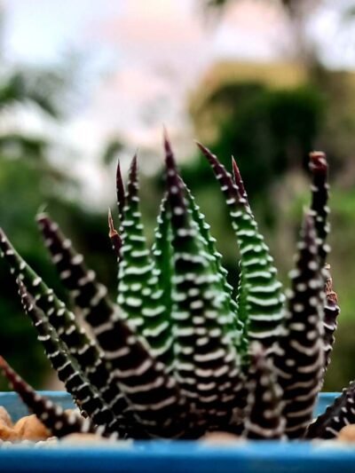 Haworthia Zebra