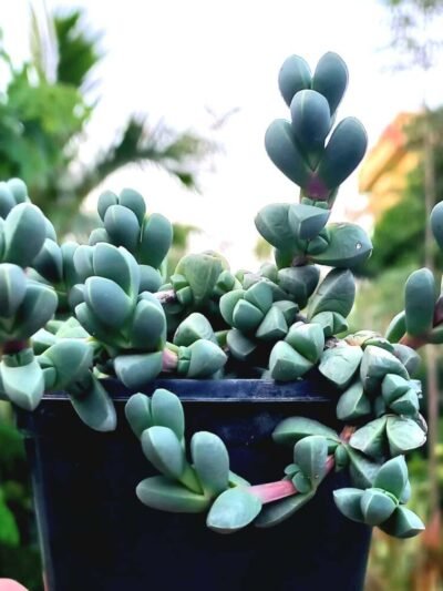 Astridia Velutina (Ice Plant)