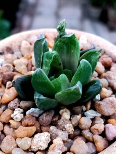 Haworthia Triebnet Small