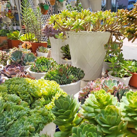 Succulents need a lot of bright light to grow