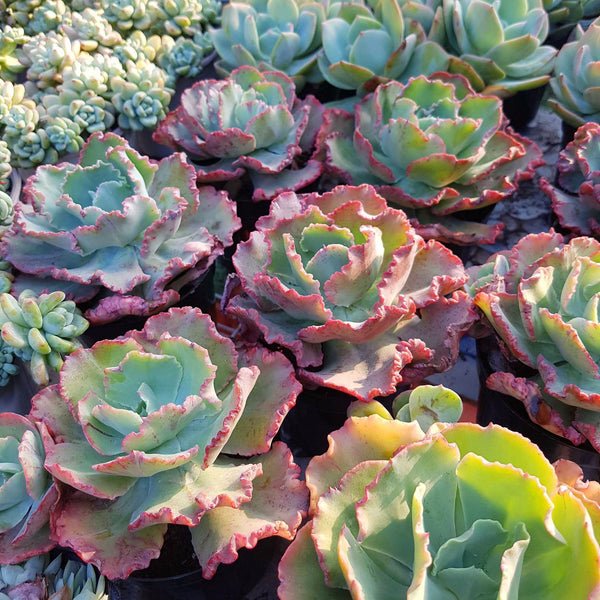 ECHEVERIA CRINOLINE RUFFLES, how much water does succulent need, how much water does succulent need, when to water succulent. how often water succulent indoor