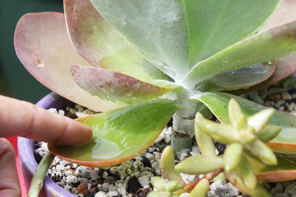 Avoid touching the farina on succulents