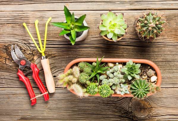 Prune your succulents in rainy season