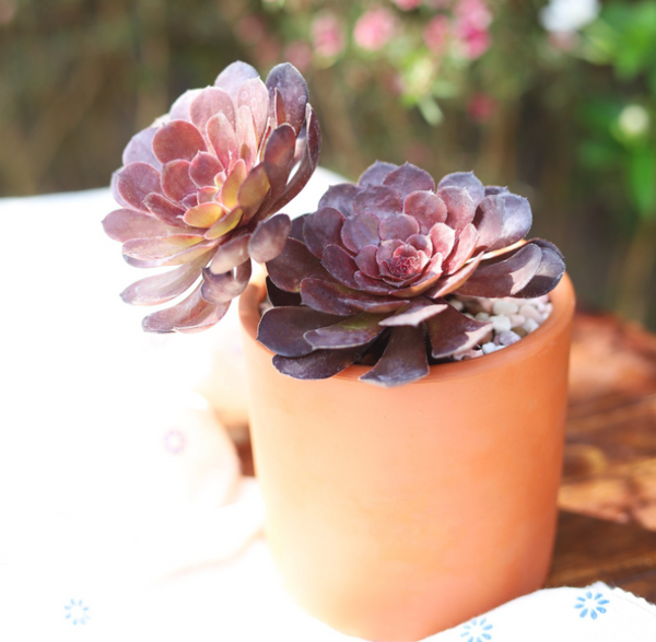 AEONIUM BLACK ROSE ZWARTKOP, how much water does succulent need, how much water does succulent need, when to water succulent. how often water succulent indoor 